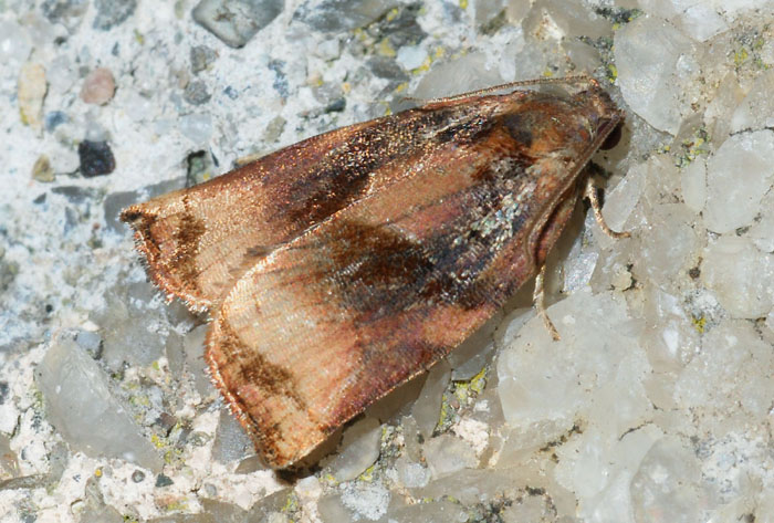 Archips podana